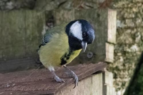 Great Tit