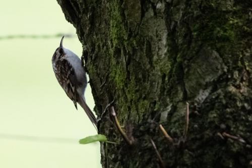 Treecreeper