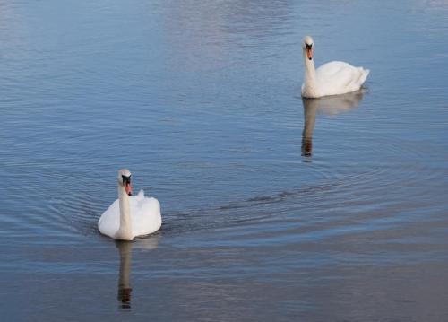 Mute Swans
