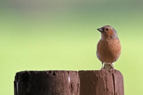 Chaffinch