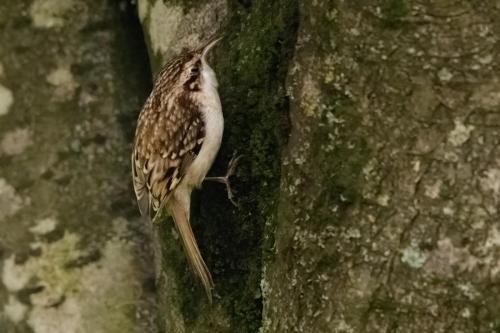 Tree Creeper