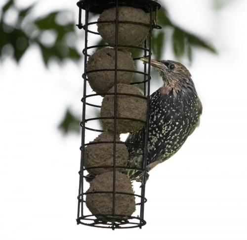 Starling