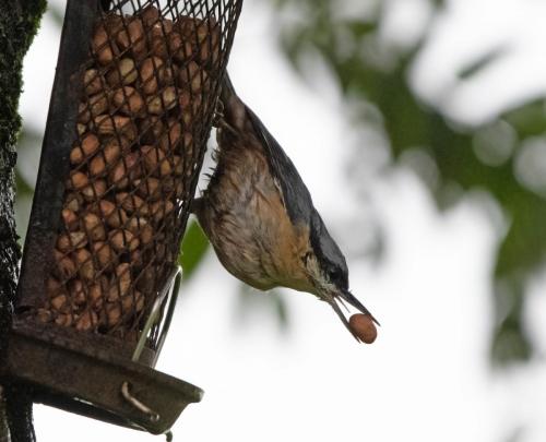 Nuthatch