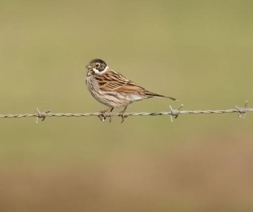 06 March 2023, Parkside, Cumbria -Reed Bunting
