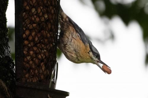 Nuthatch