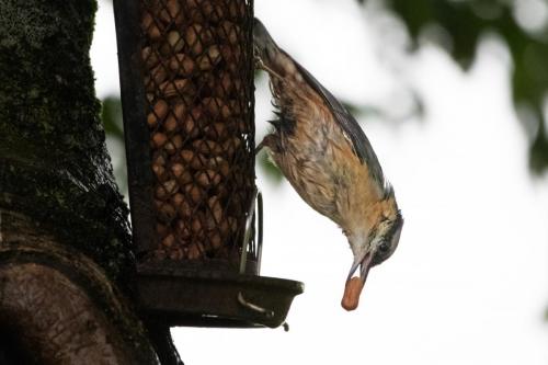 Nuthatch