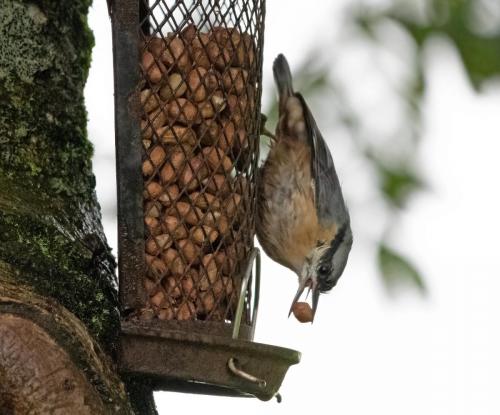 Nuthatch