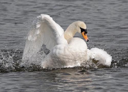 Mute Swan
