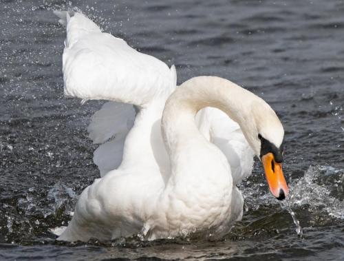 Mute Swan