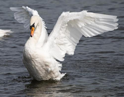 Mute Swan