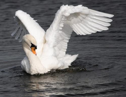 Mute Swan