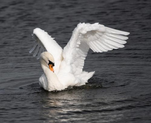 Mute Swan