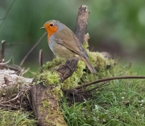 06 March 2023, Parkside, Cumbria -Robin