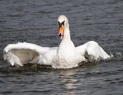 Mute Swans