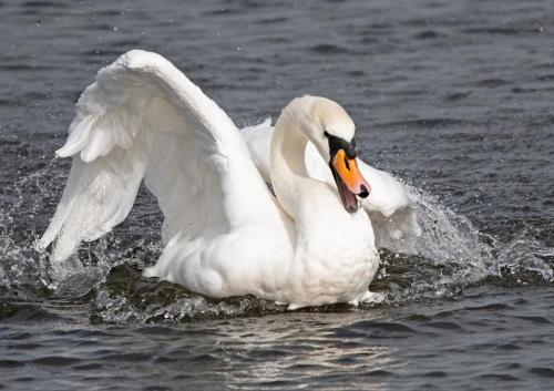 Mute Swans