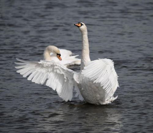 Mute Swans