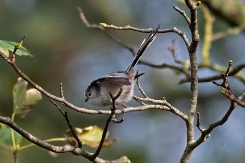 Long Tailed Tit