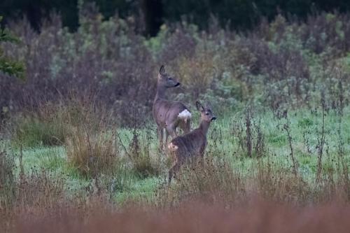 Roe Deer