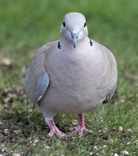 06 March 2023, Parkside, Cumbria - Collard Dove