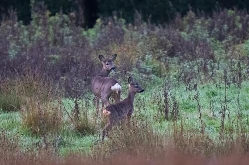 Roe Deer