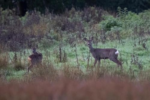 Roe Deer