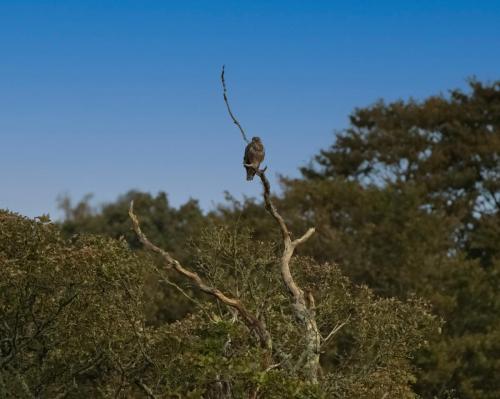 Buzzard