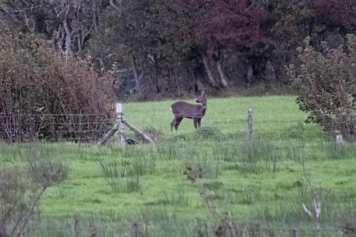 Roe Deer