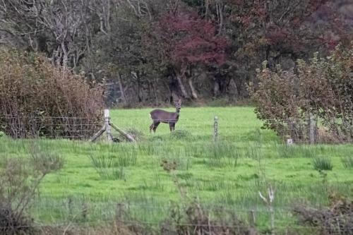 Roe Deer