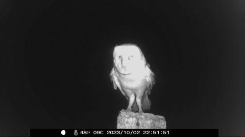 Trail Cam