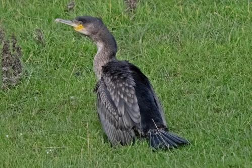 Cormorant