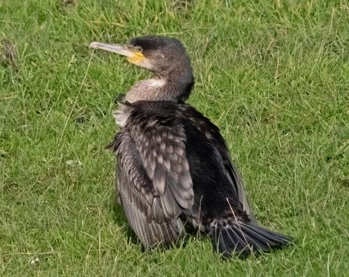 Cormorant