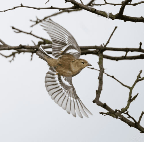 15 Feb 2023, Parkside, Cumbria -Female Chaffinch in flight