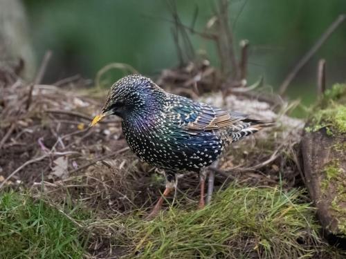 06 March 2023, Parkside, Cumbria -Starling with a sunflower seed