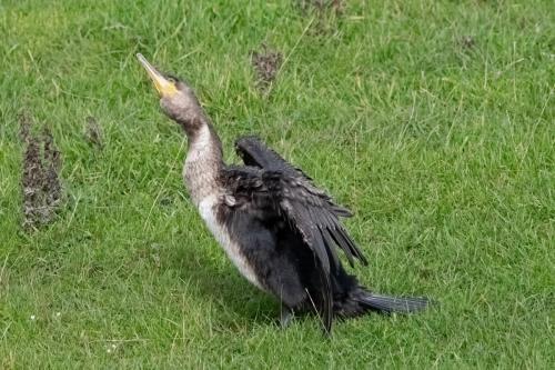 Cormorant