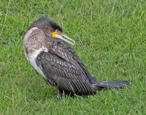 Cormorrant