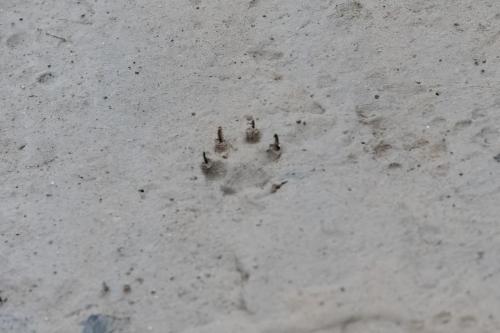 Otter Prints