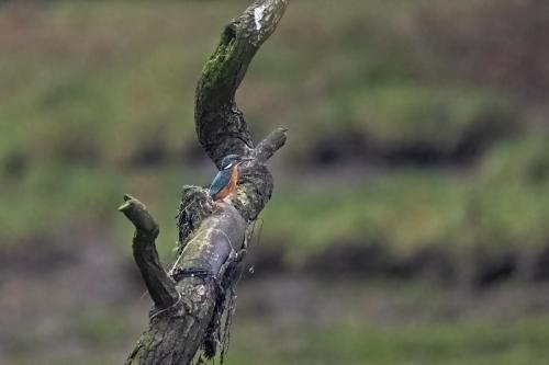 Kingfisher