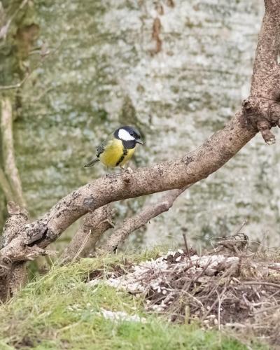 06 March 2023, Parkside, Cumbria -Great Tit