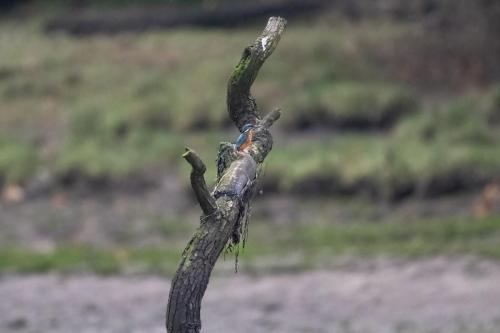 Kingfisher