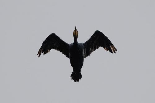 Cormorant