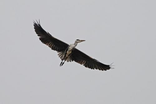 Grey Heron
