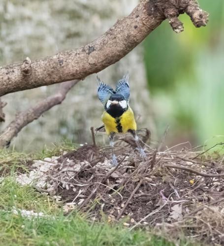06 March 2023, Parkside, Cumbria -Great Tit