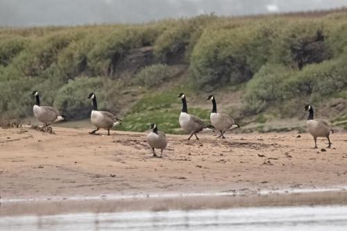 Canada Geese