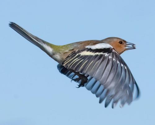 Chaffinch in flight