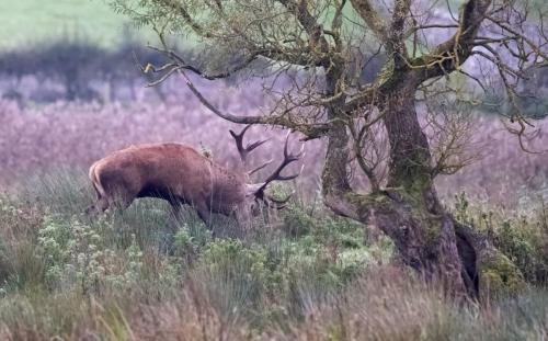Red Deer