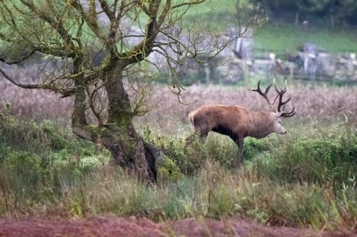 Red Deer