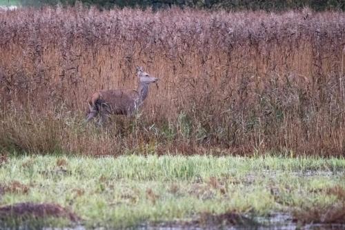 Red Deer