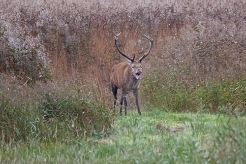 Red Deer