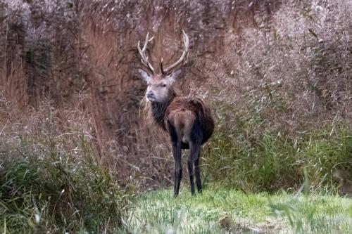 Red Deer