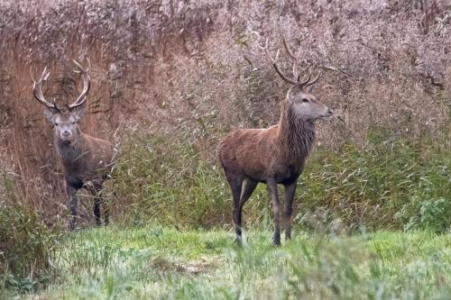 Red Deer